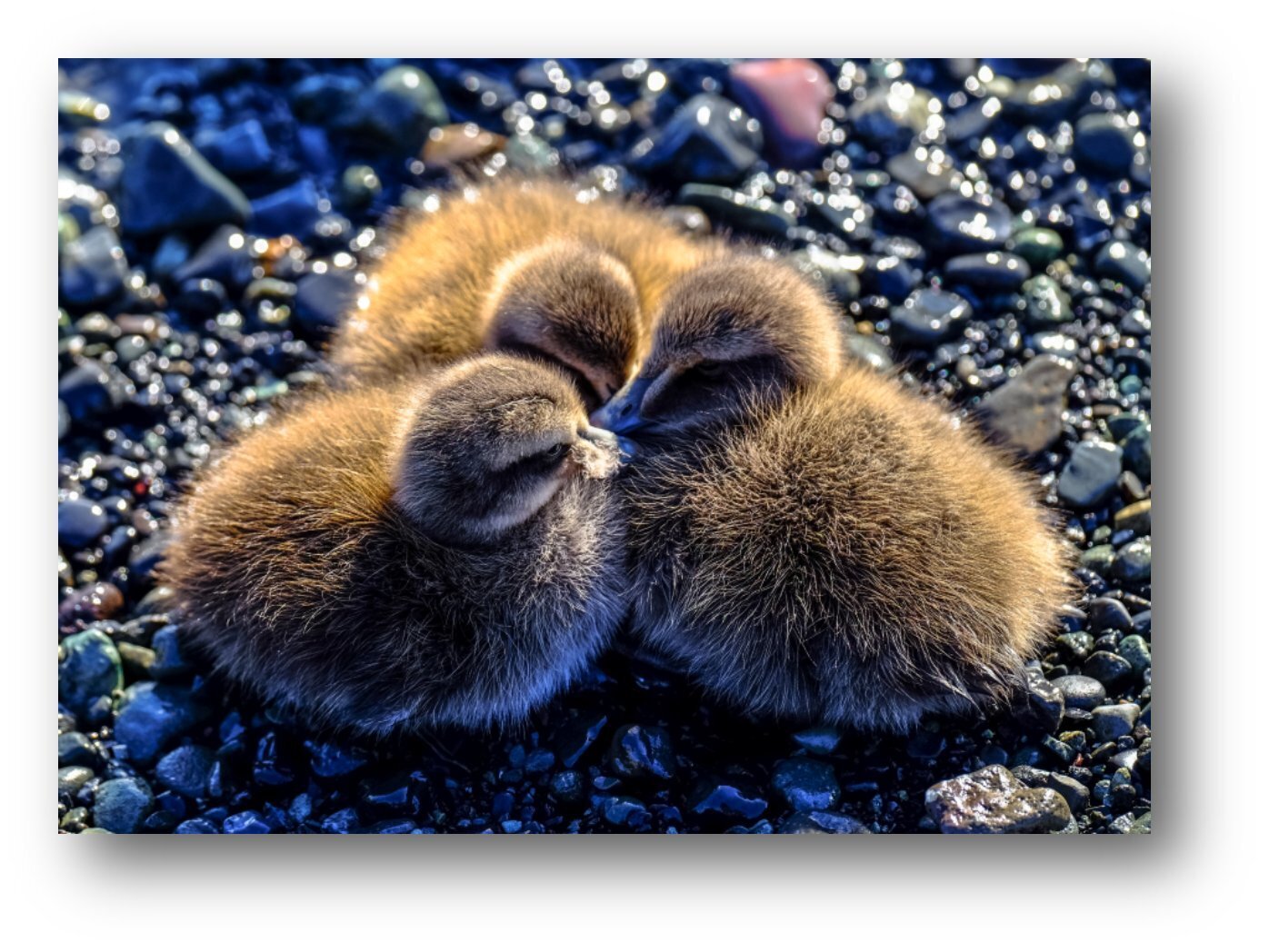 Baby ducks huddling