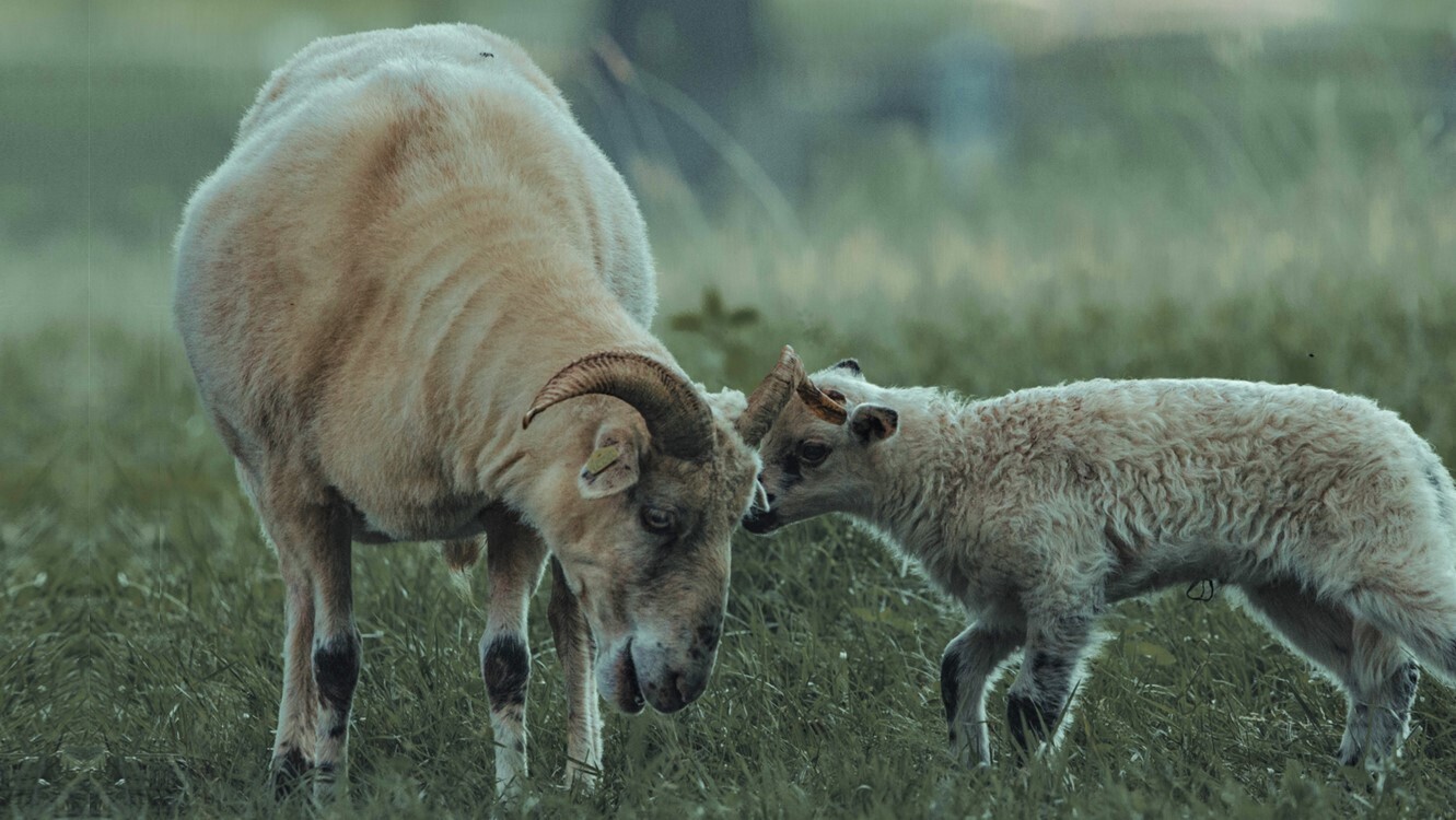 Mother and Baby Ram