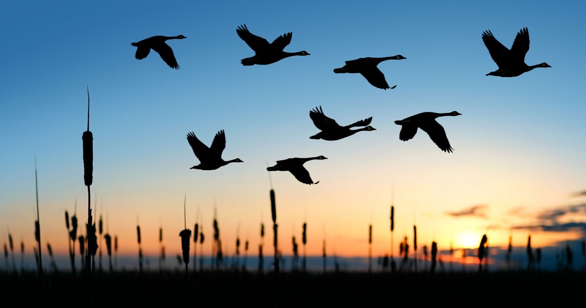 Birds flying against a blue and yellow sunset over cattail plants