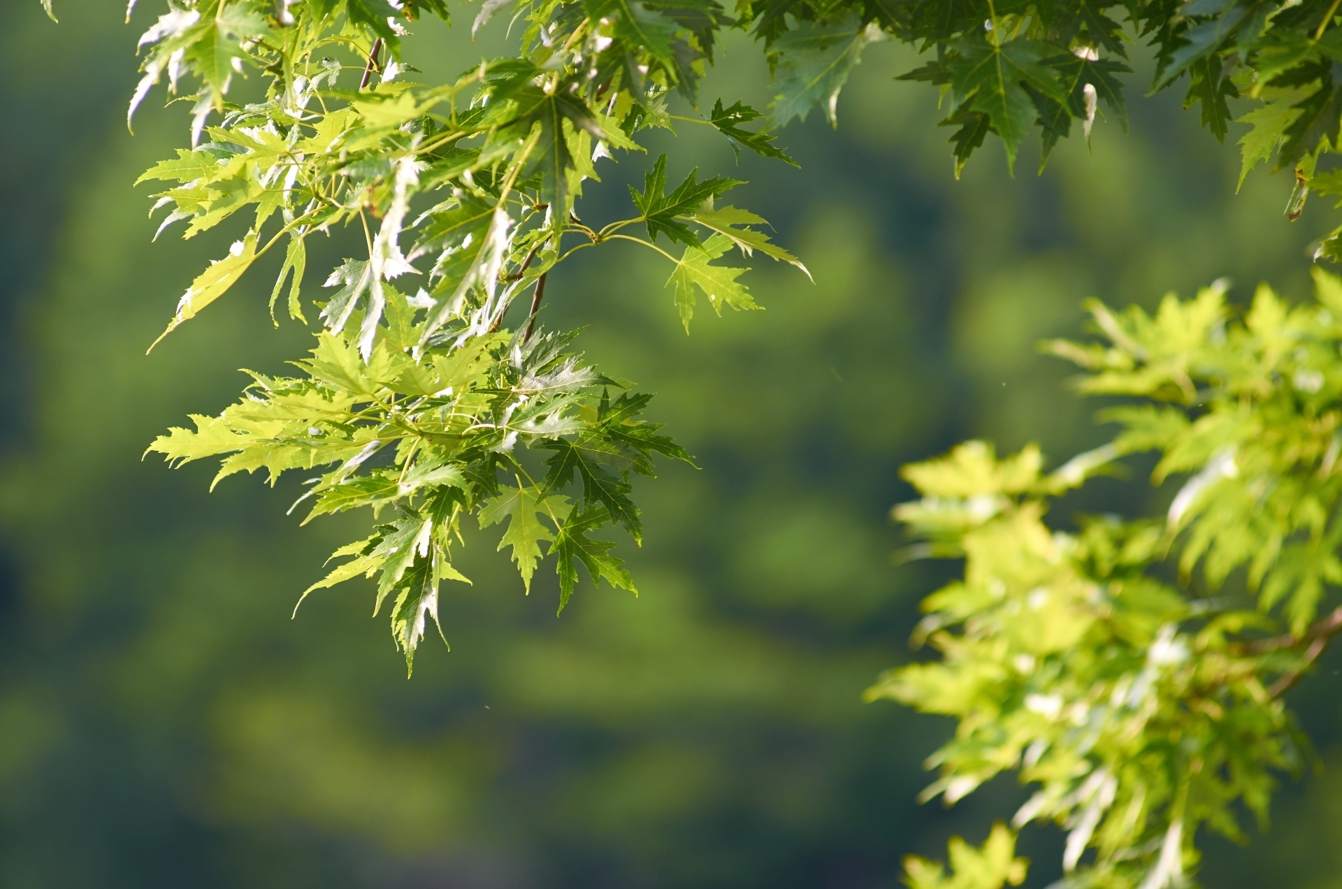 Leafy branch