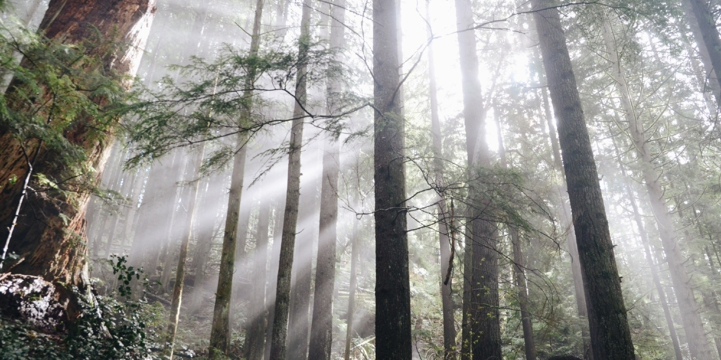 Misty sun through forest trees